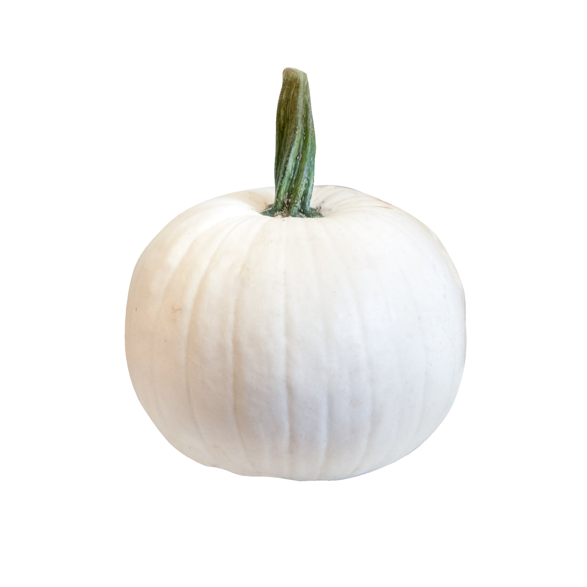 Medium White Pumpkin