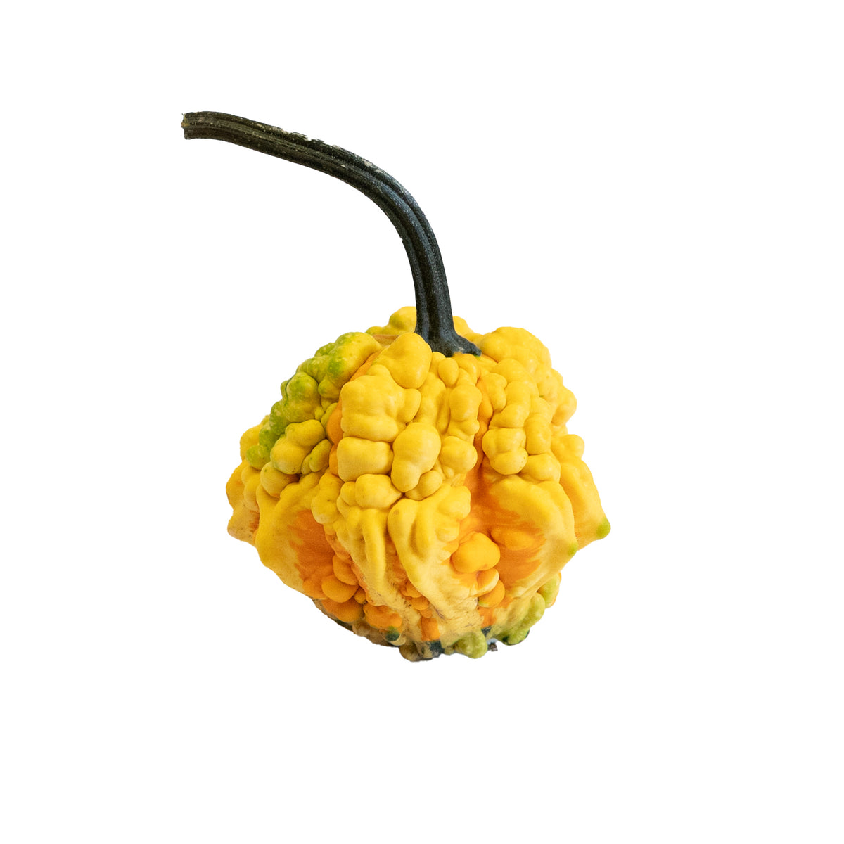 Mini Gourd