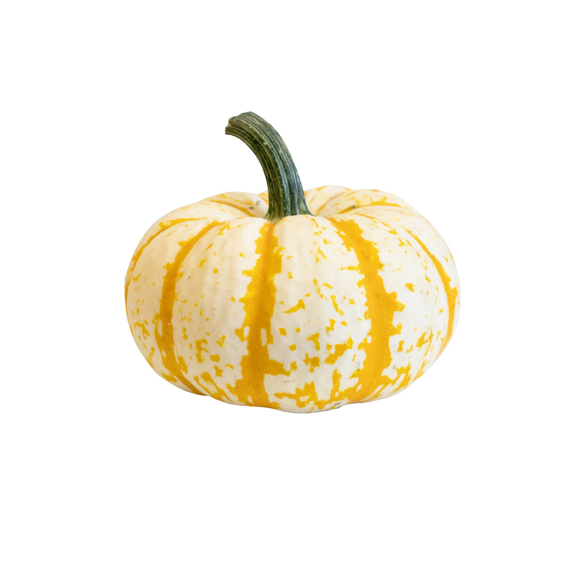 Mini Pumpkins