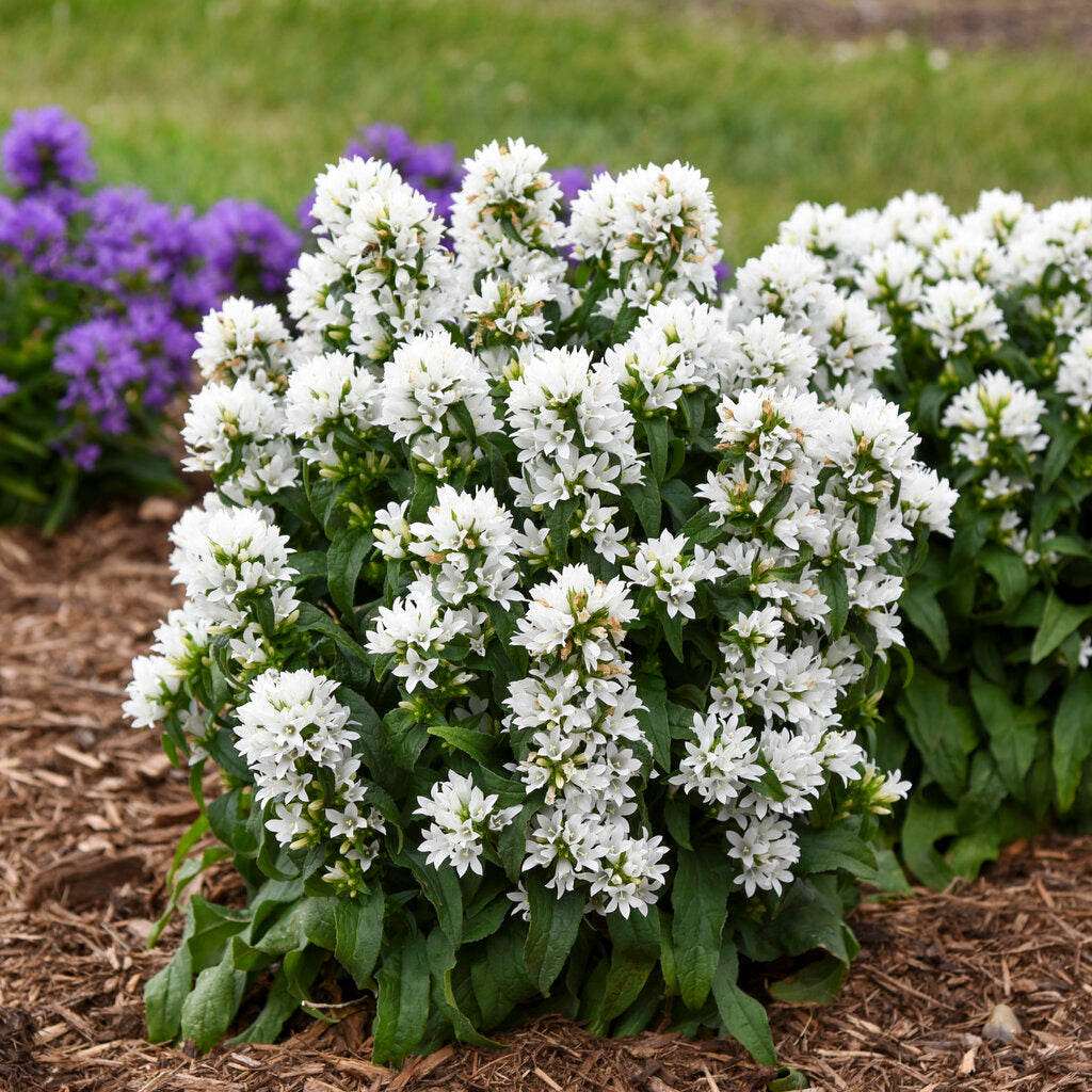 Angel Bells Clustered Bellflower Pw® # 1 Pw Cont
