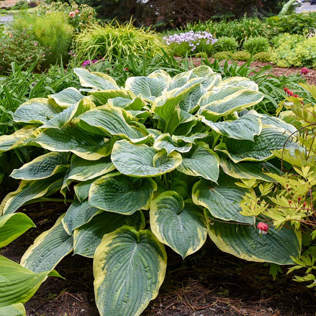 Shadowland® Gigantosaurus Hosta Pw® # 2 Pw Cont