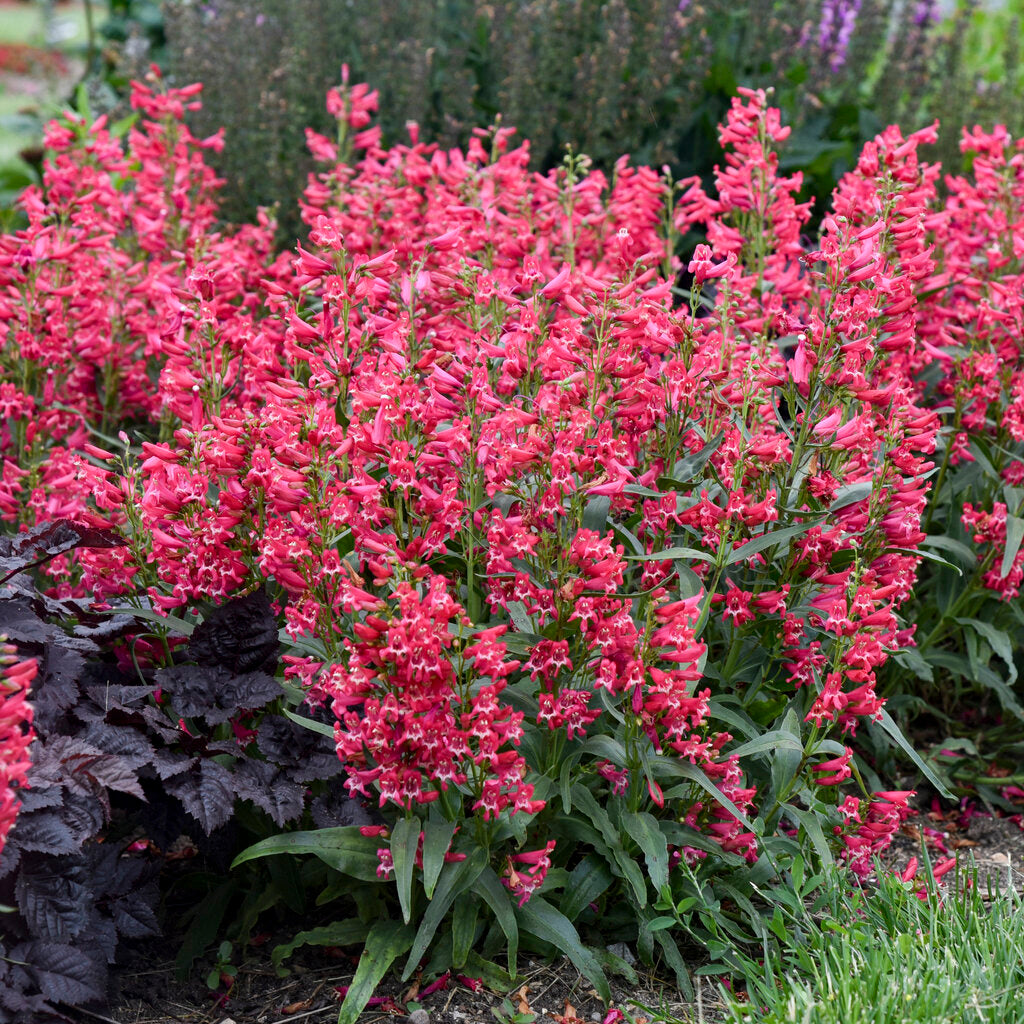 Bejeweled® Rose Rhinestones Bearded Penstemon # 1 Pw Co