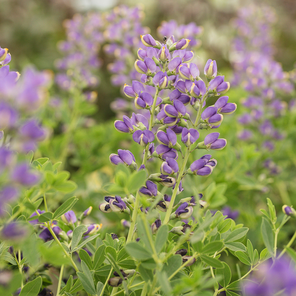 Decadence® Periwinkle Popsicle False Indigo Pw® # 2 Pw Cont