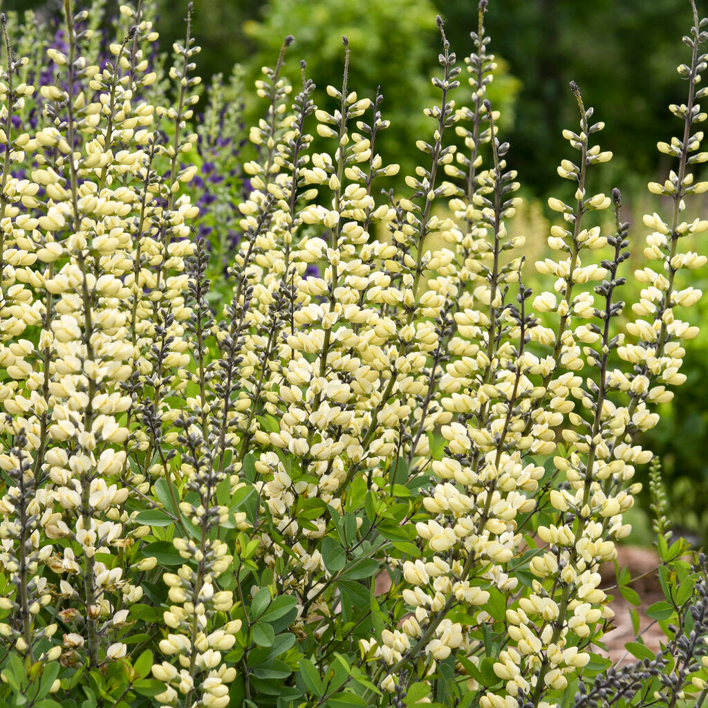 Decadence® Vanilla Cream Ii False Indigo Pw® # 1 Pw Cont