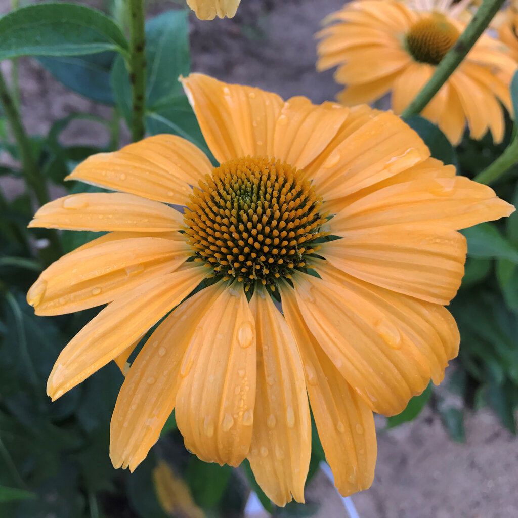 One In A Melon Pw Coneflower # 1 Pw Cont