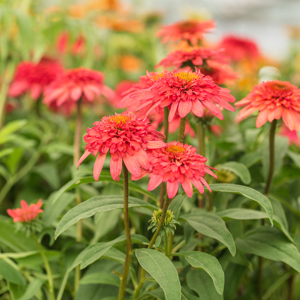Double Coded® 'Raspberry Beret' Pw® Coneflower # 1 Pw Cont
