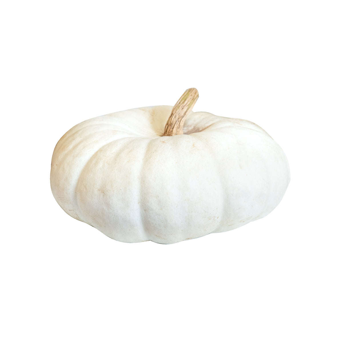 Large Specialty Pumpkins