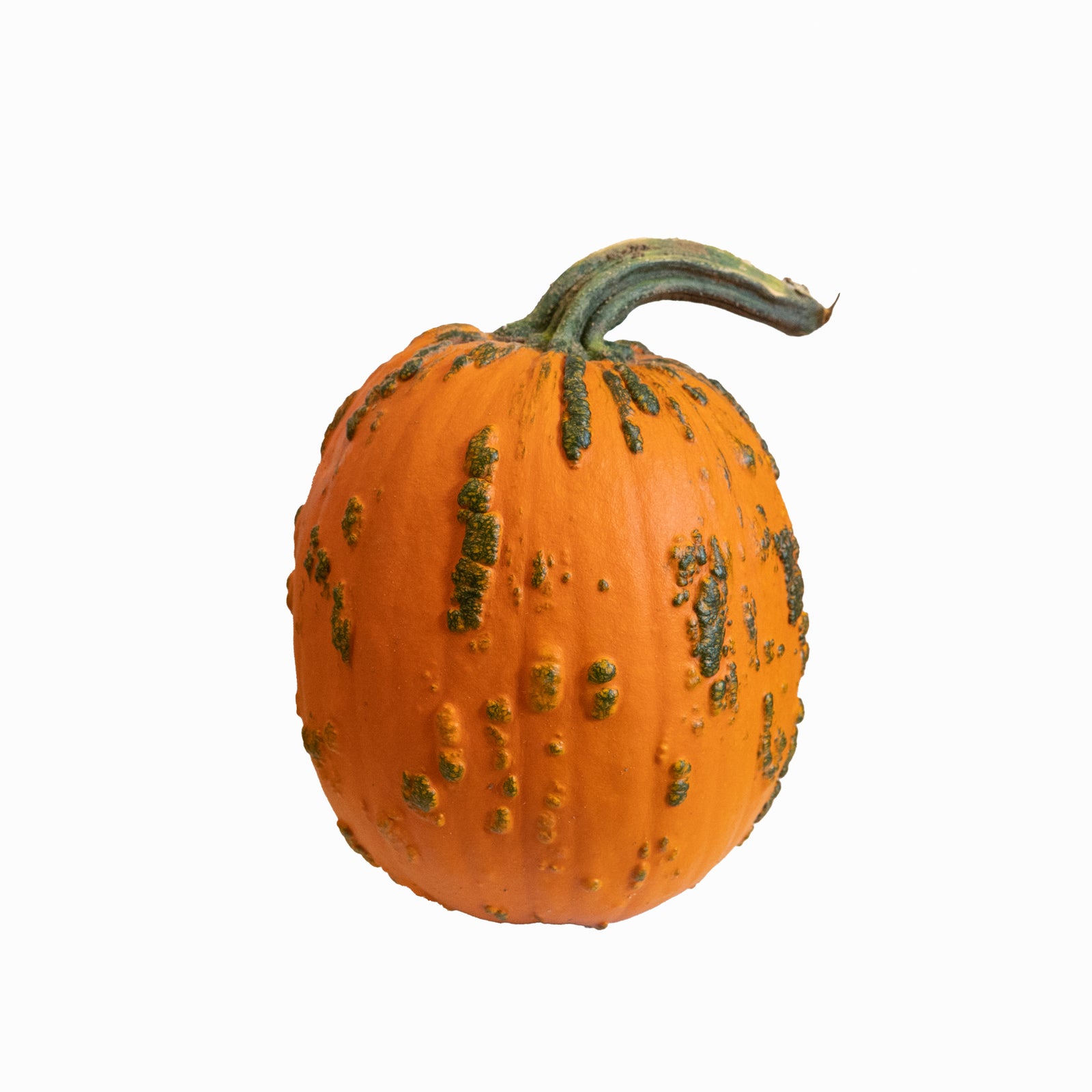 Large Specialty Pumpkins