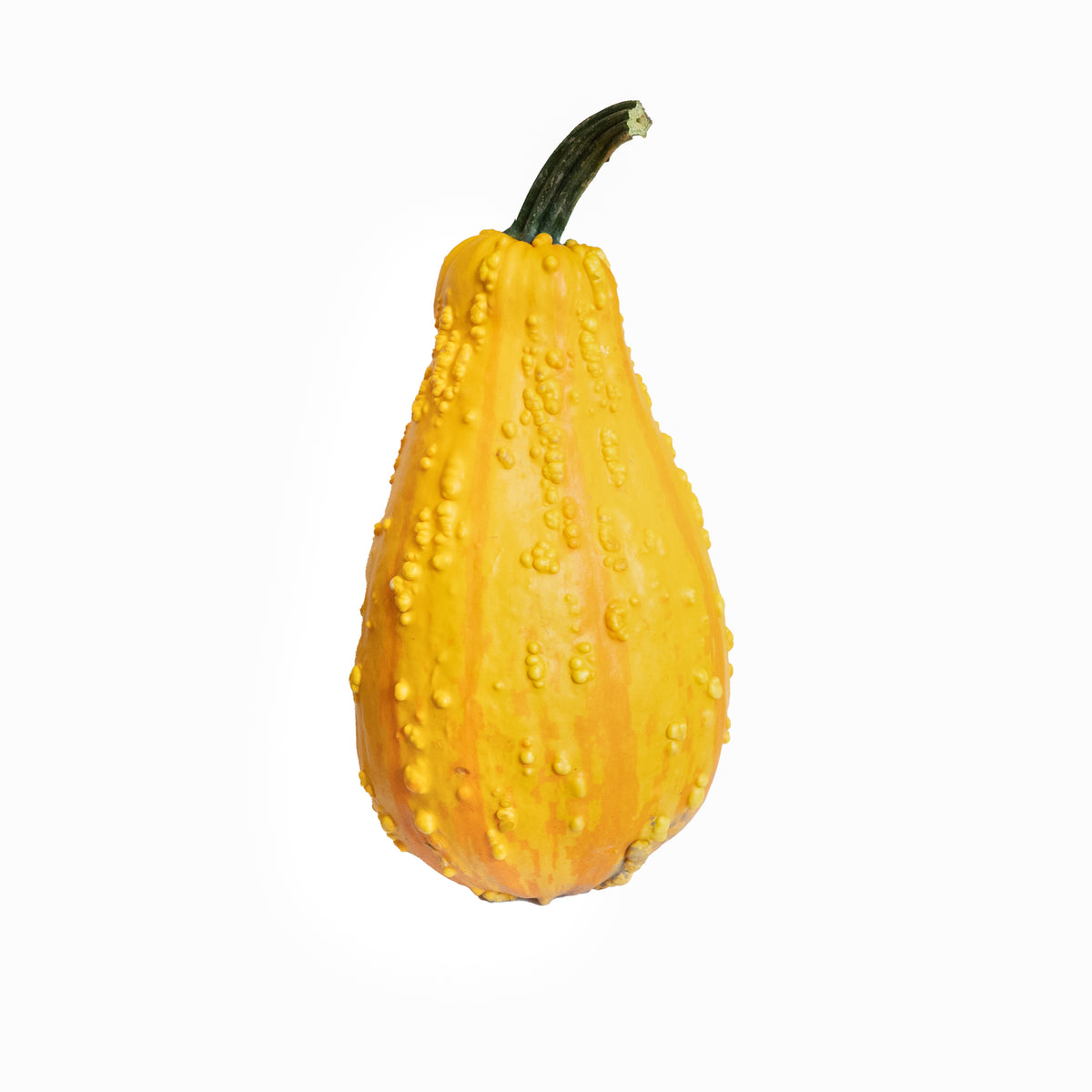 Large Gourd