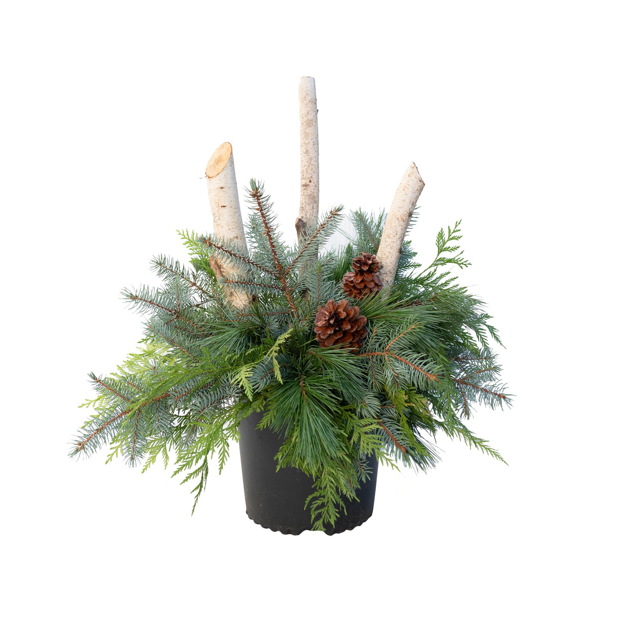 Urn Arrangement - Evergreen Accents Design 11"