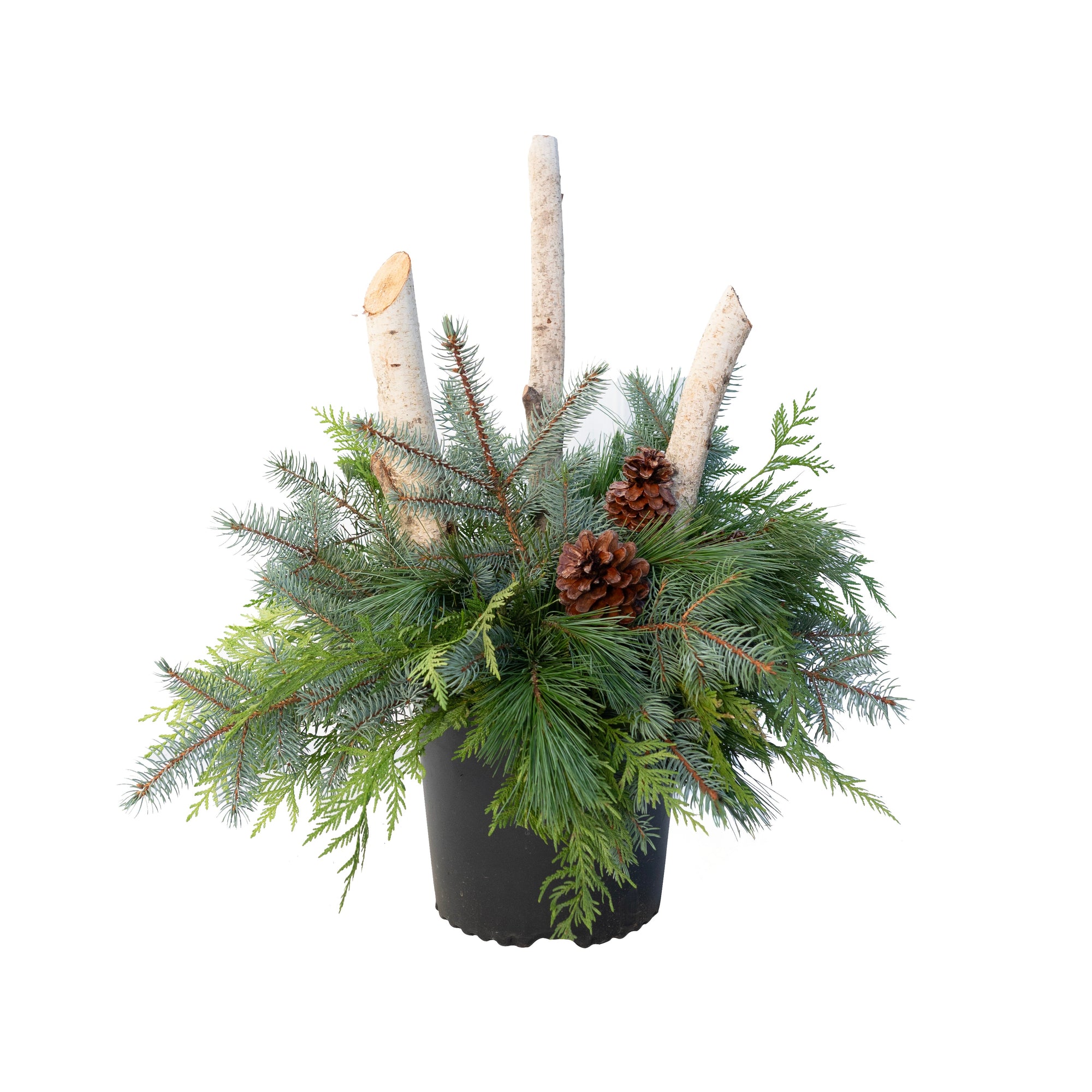 Urn Arrangement - Evergreen Accents Design 11"