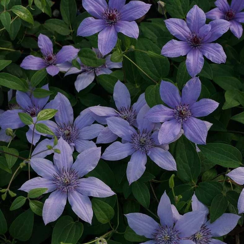 Bernadine™ Clematis RE