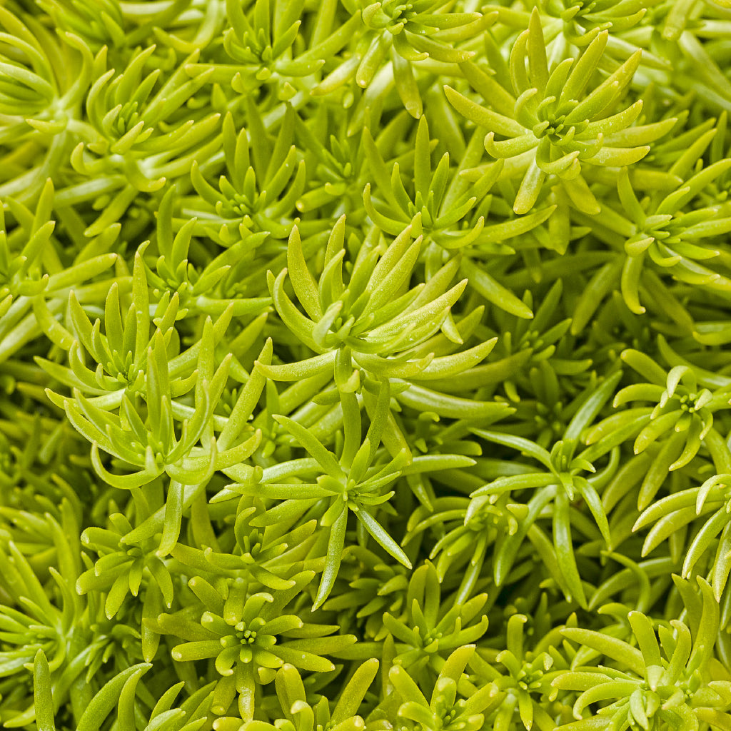 This best seller Proven Winners annual adds texture and visual interest into any garden or container with low maintenance characteristics. This annual is also deer resistant.