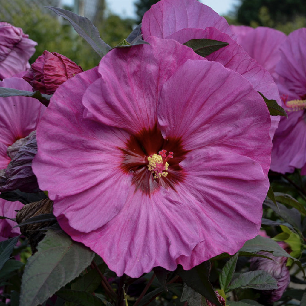 Summerific® Berry Awesome Rose Mallow