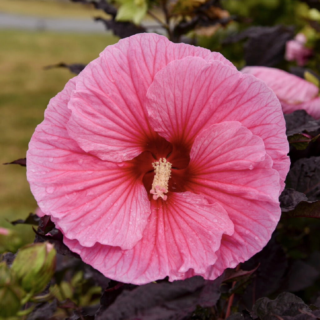 Flowering Perennials - Sheridan Nurseries Online