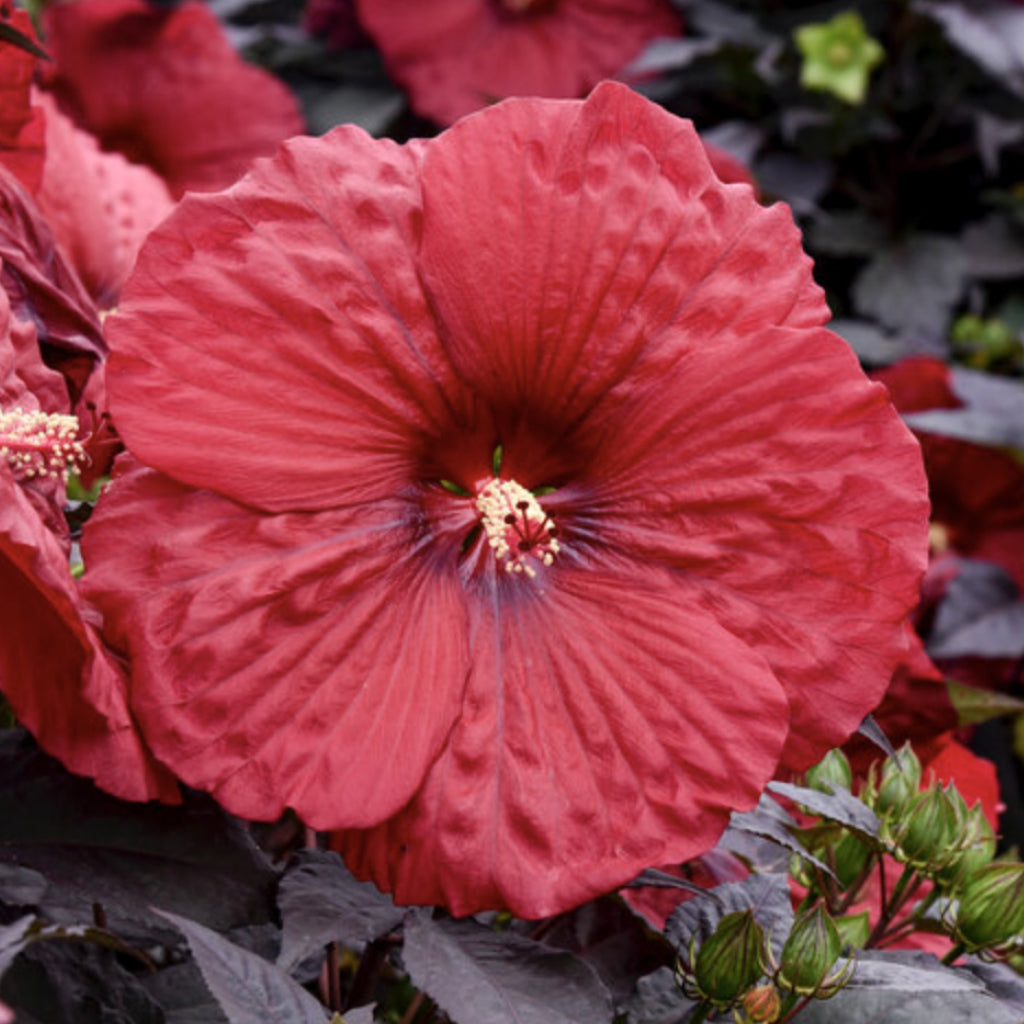 Summerific® Holy Grail Rose Mallow