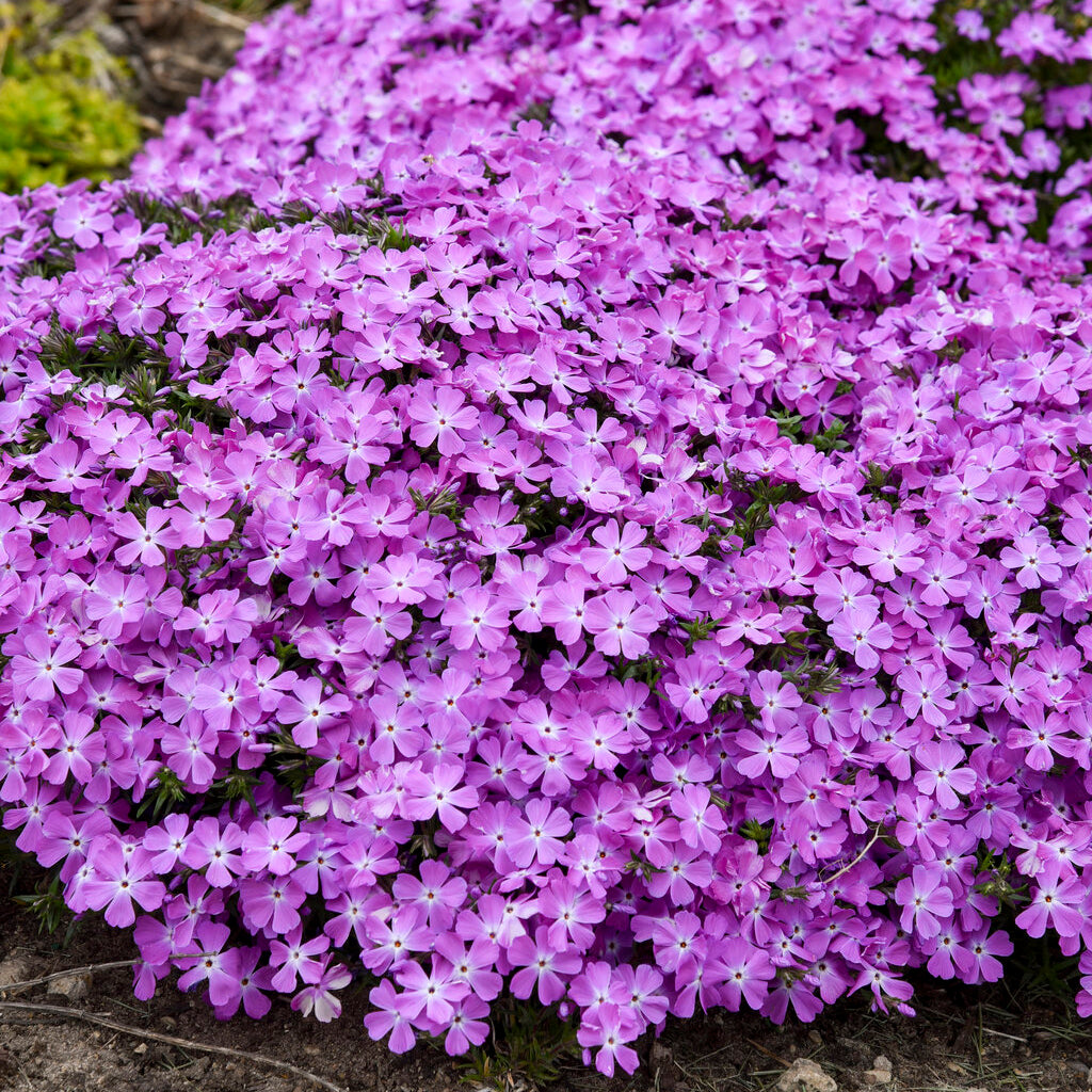 Phlox Sub. Springbling Rose Quartz Pw 1Gal