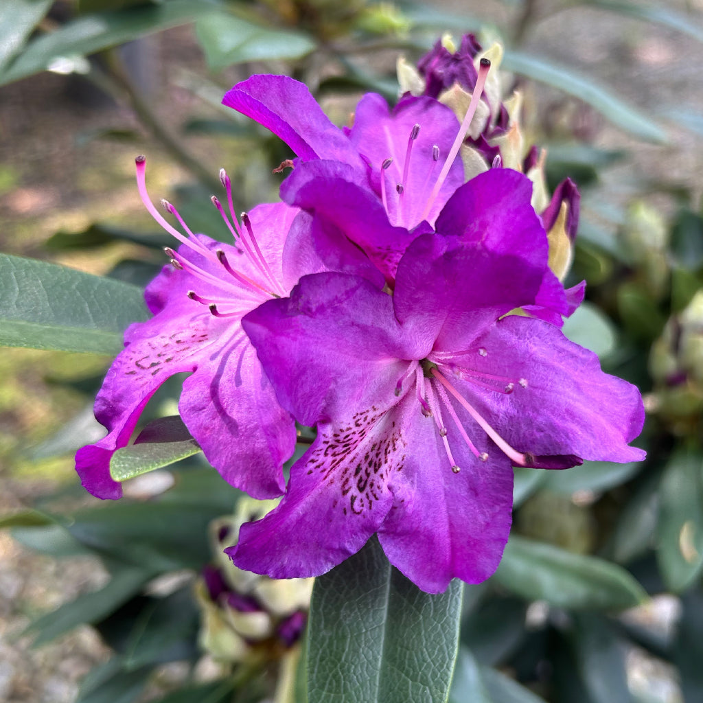 Ideal for growing zones 4 to 9.
