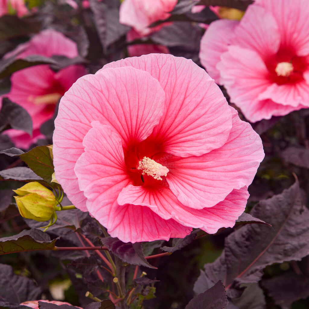 Summerific® Edge Of Night Rose Mallow Pw® # 2 Pw Cont