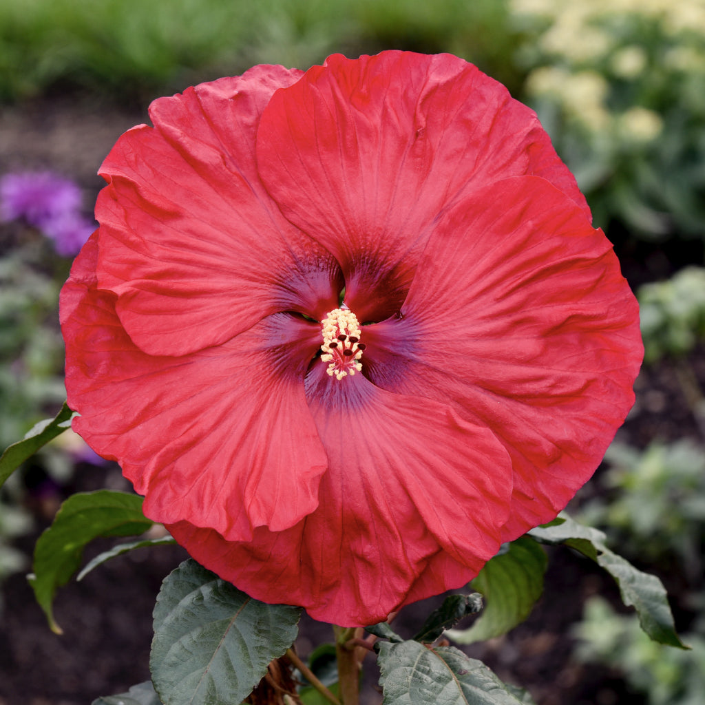 Valentine&#39;s Crush Rose Mallow