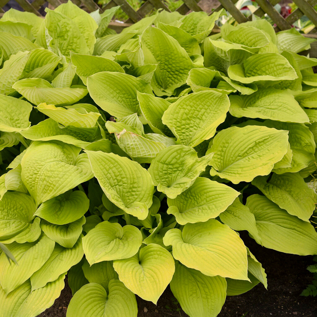 Shadowland® Coast To Coast Hosta Pw® # 2 Pw Cont