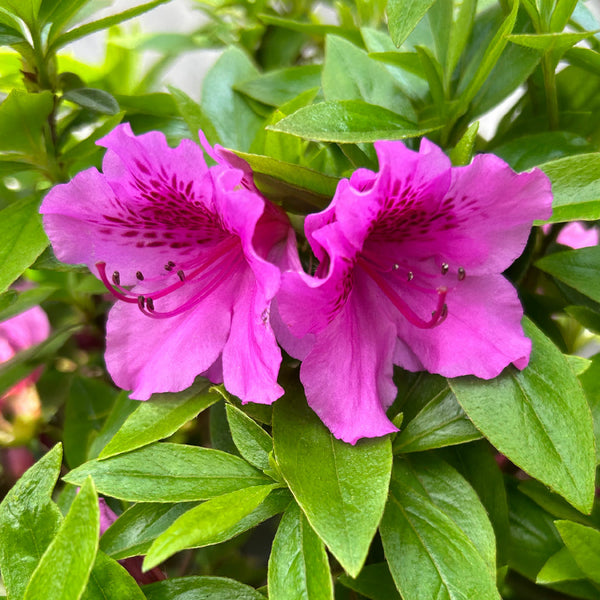 Herbert Azalea - Sheridan Nurseries