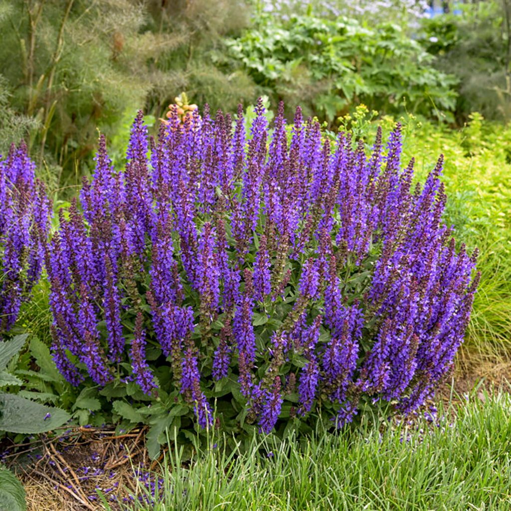 Violet Profusion Sage Pw # 1 Pw Cont