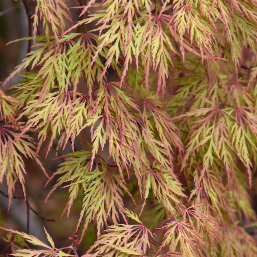 Orangeola Cutleaf Japanese Maple 150Cm B&amp;B