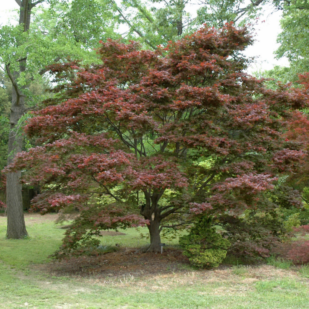 Ribbon-Leaf Japanese Maple # 7 Cg