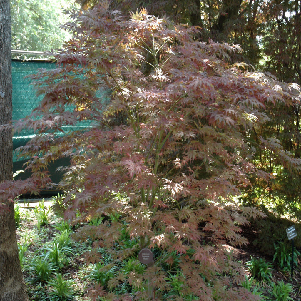 Mikazuki Japanese Maple #15 Cg