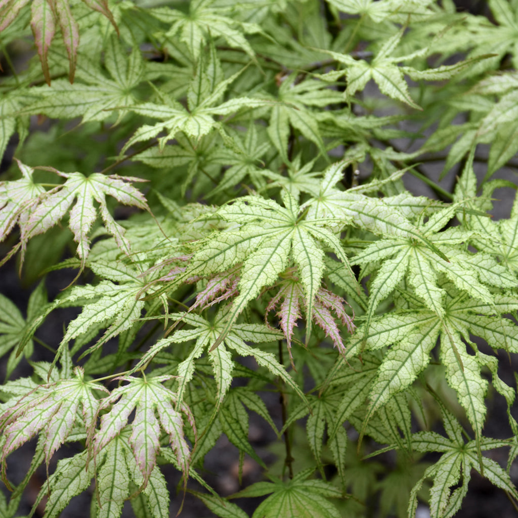 Japanese Maples - Sheridan Nurseries
