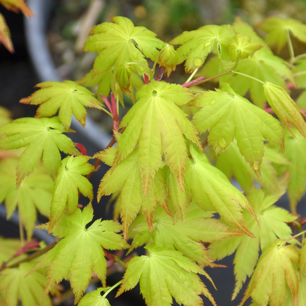 Summer Gold Japanese Maple # 7 Cg