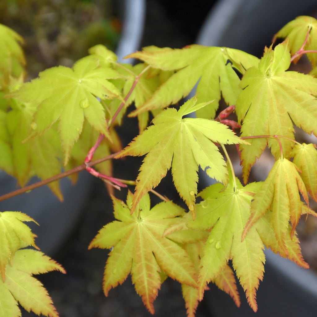 Summer Gold Japanese Maple # 7 Cg