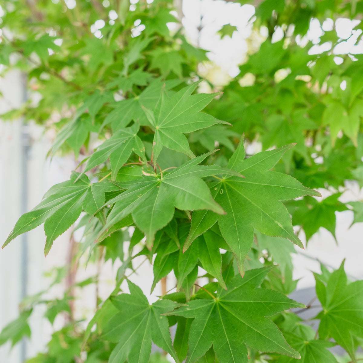 Jessica Japanese Maple #10 CG