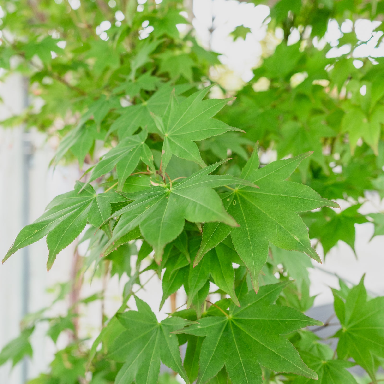 Jessica Japanese Maple #10 CG