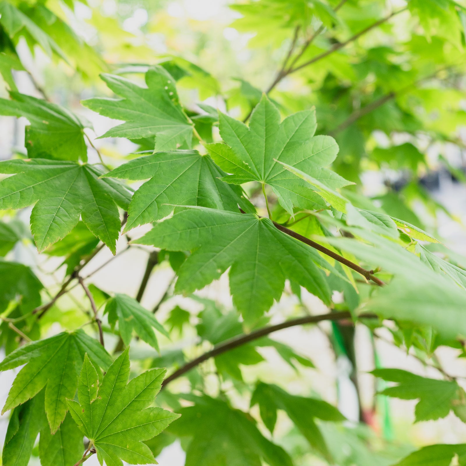 Jessica Japanese Maple #10 CG