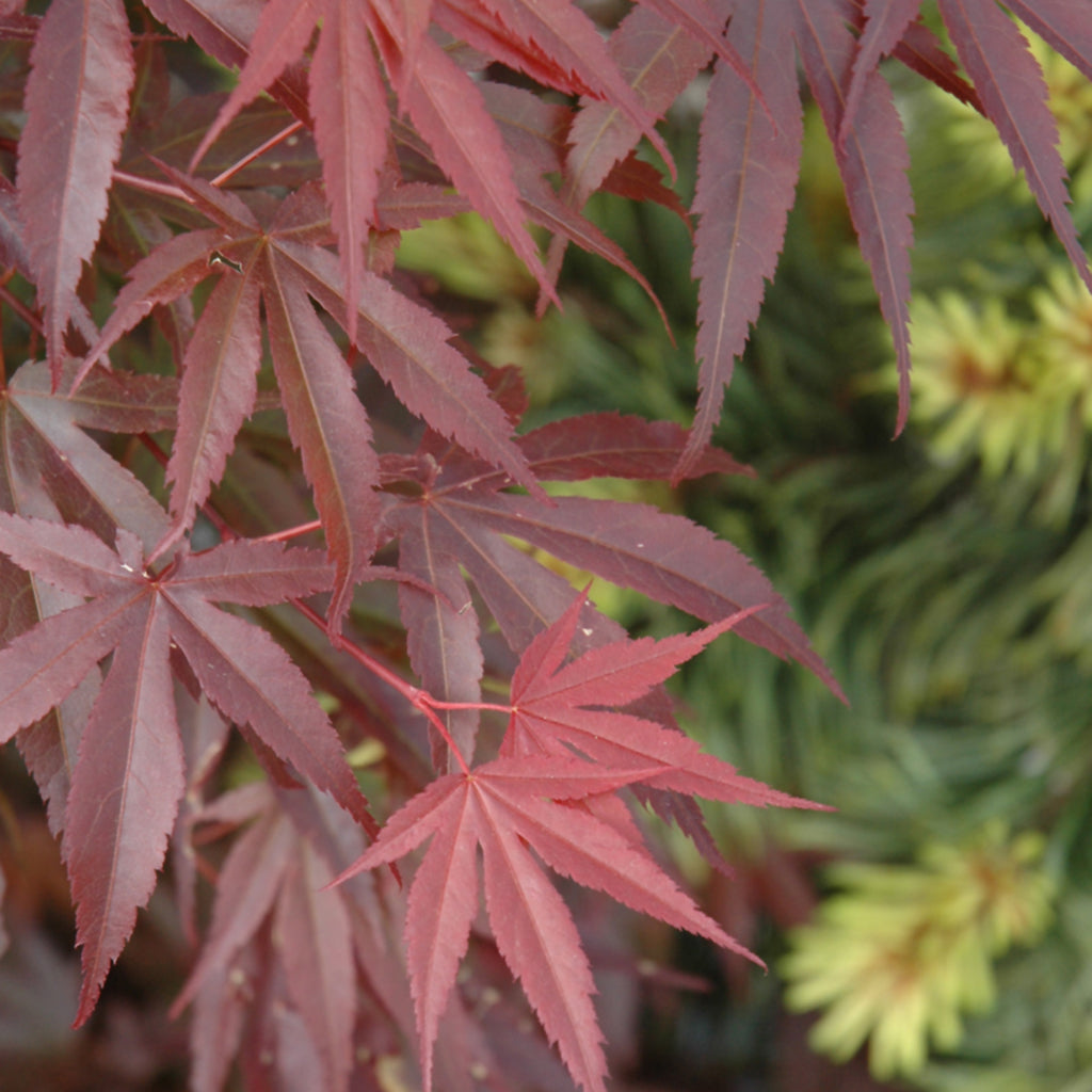 Skeeters Broom Japanese Maple # 5 Cg