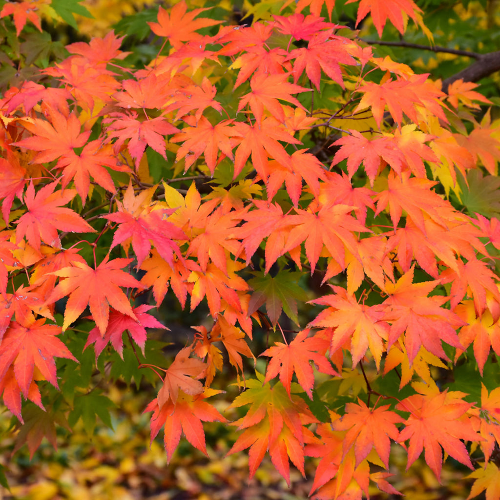maple　笑主70点 Peve Starfish Japanese Maple #20 CG - Sheridan Nurseries Online