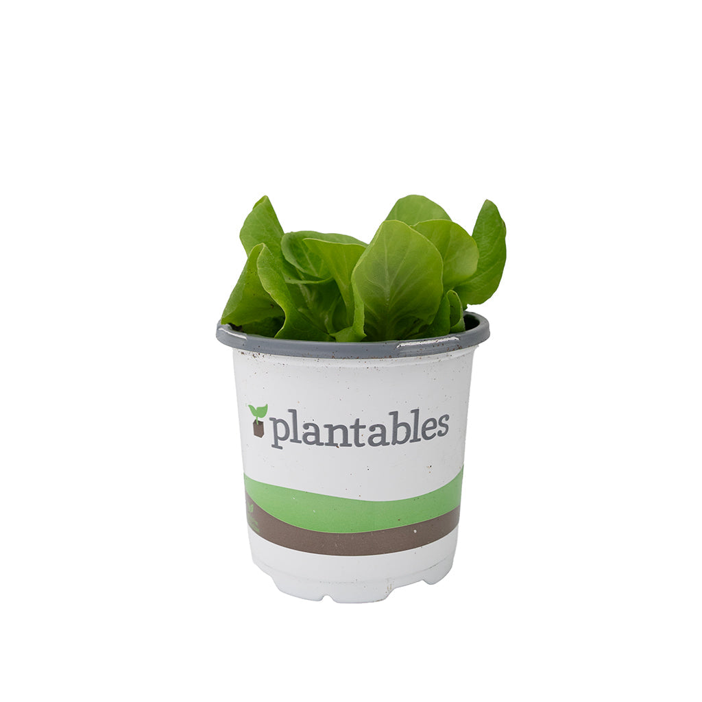 Vegetable - Lettuce Butterhead Green 4In