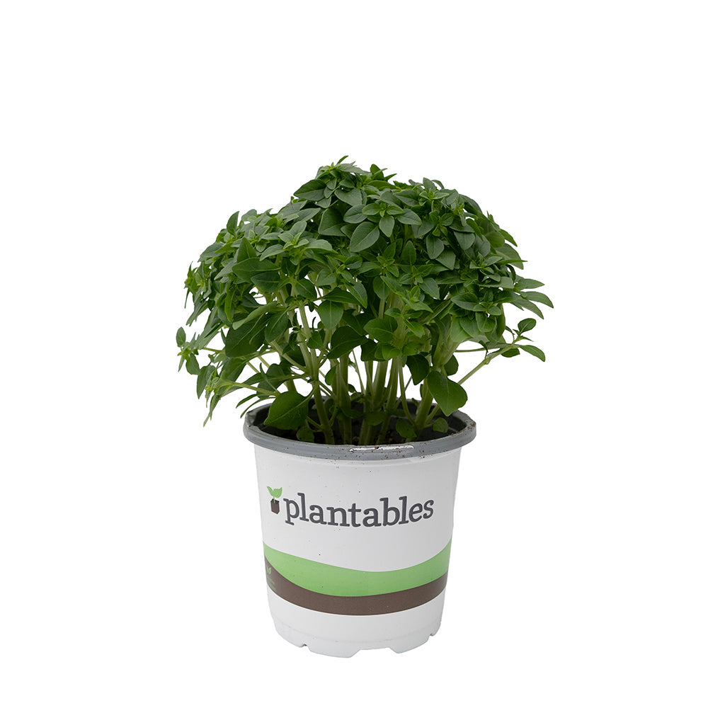Herb - Basil Greek 4In