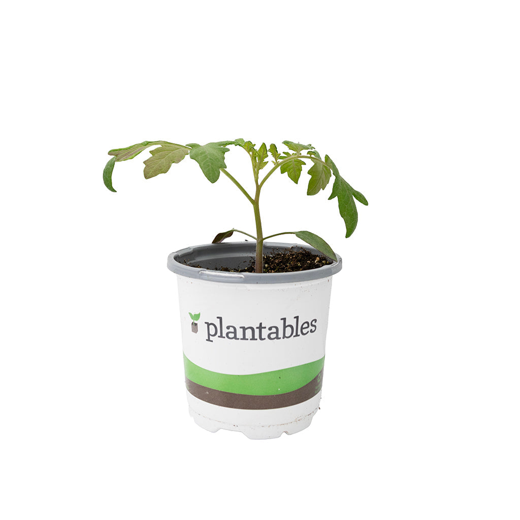 Vegetable - Tomato Green Zebra 4In