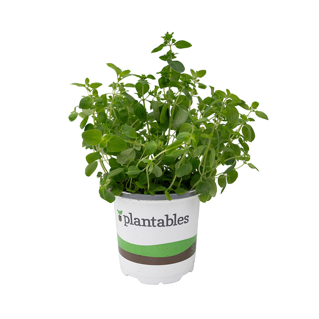Herb - Oregano Italian 4In