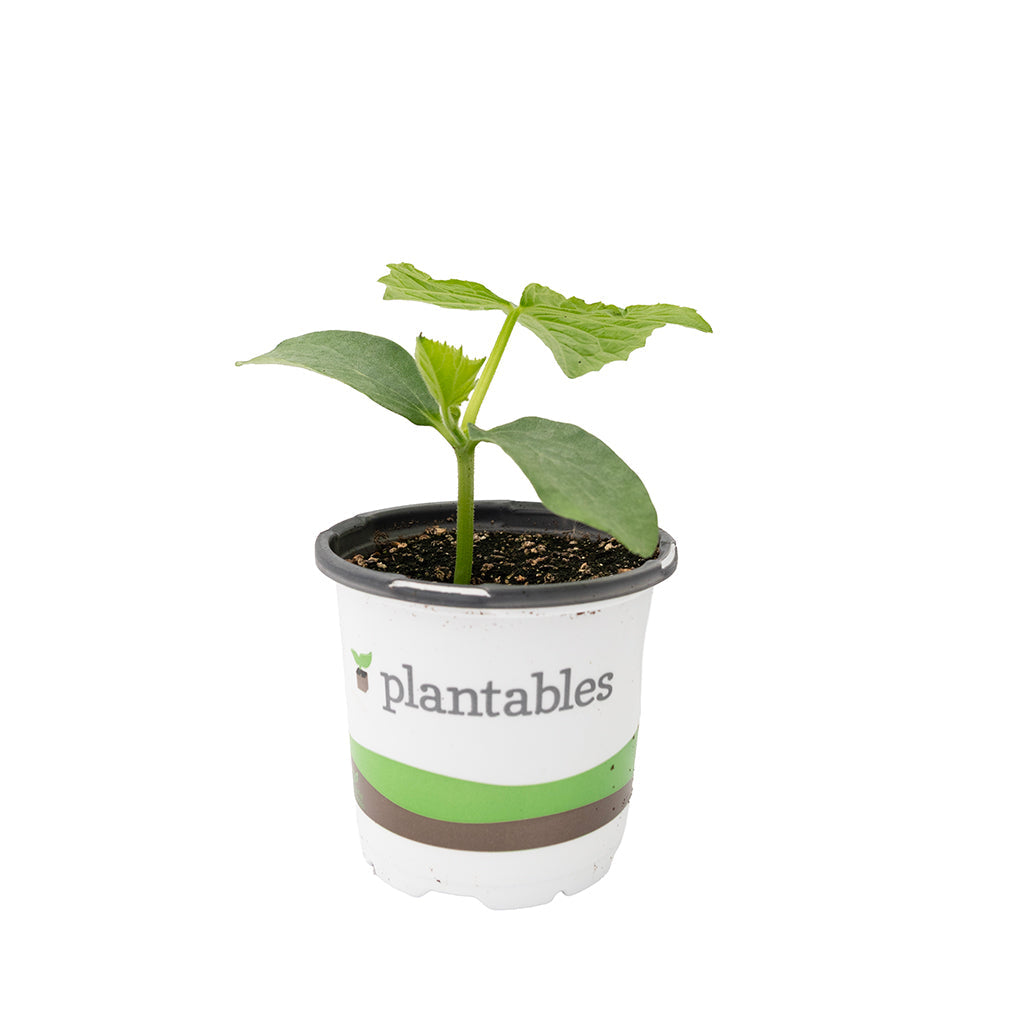 Vegetable - Cucumber Mini 4In