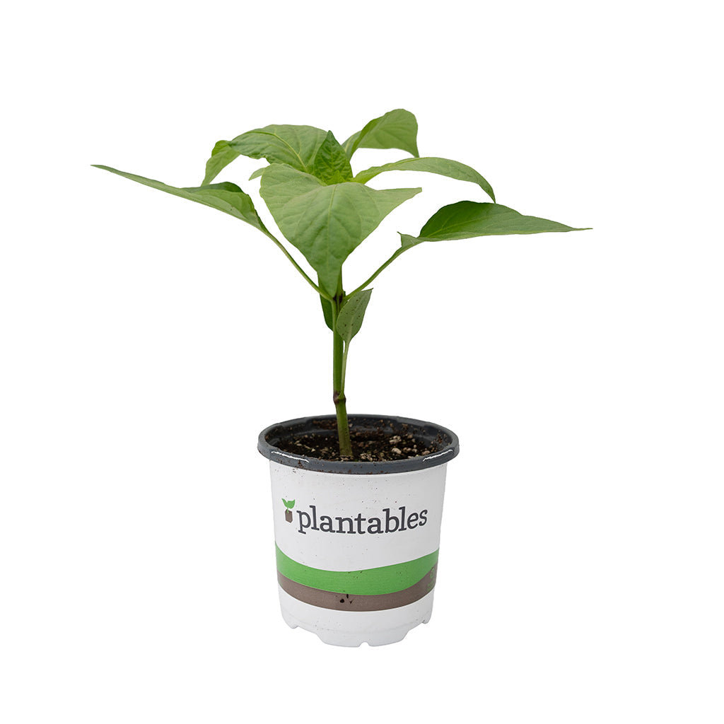 Vegetable - Pepper Sweet Mini Orange 4In