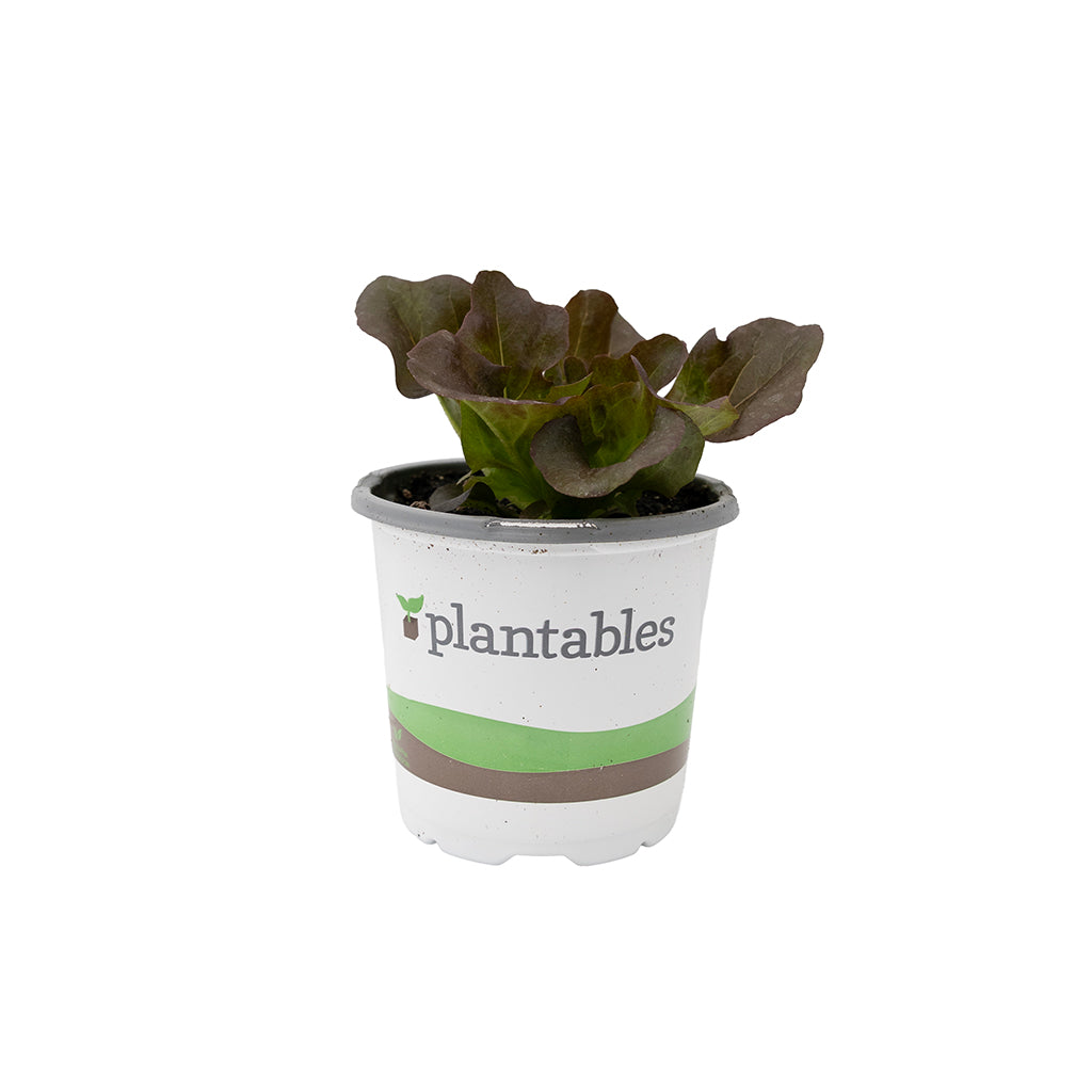 Vegetable - Lettuce Oak Red 4In