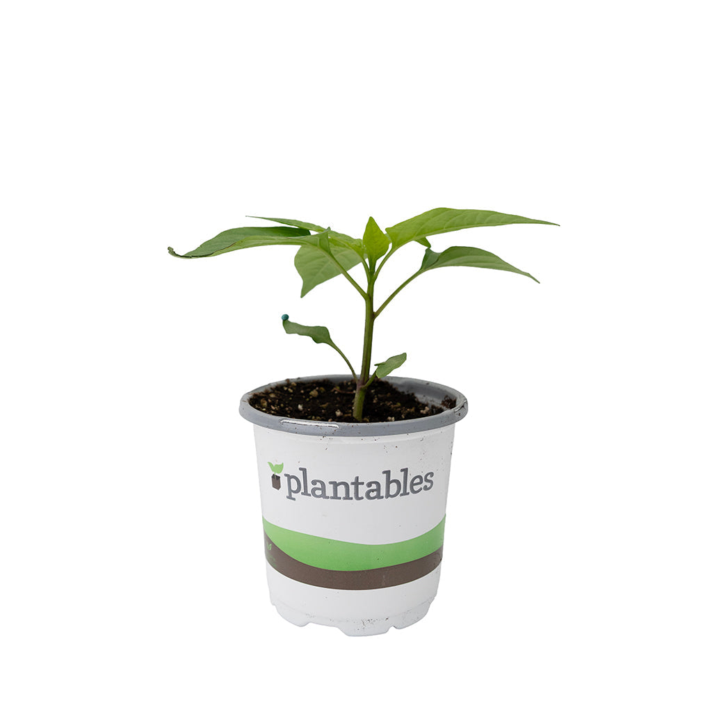 Vegetable - Pepper Sweet Bell Red 4In