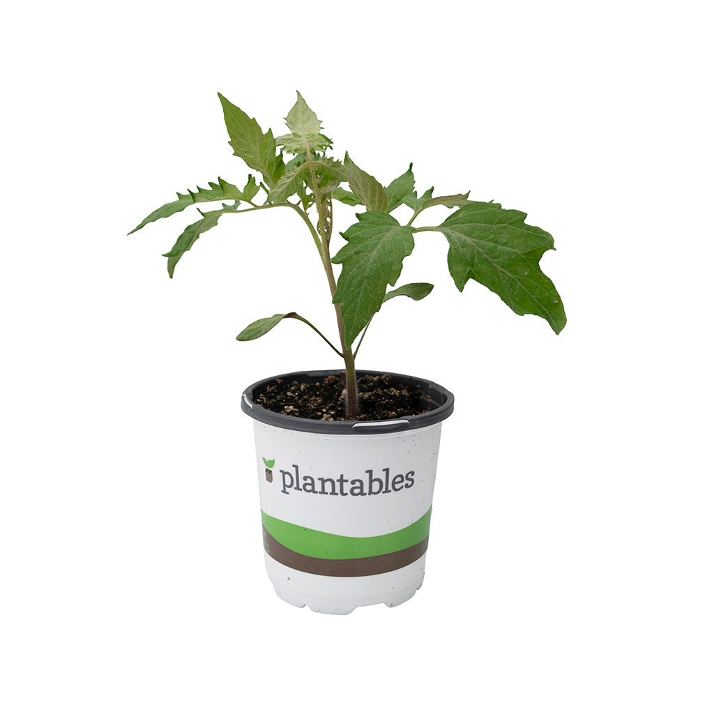 Vegetable - Tomato Rapunzel 4In