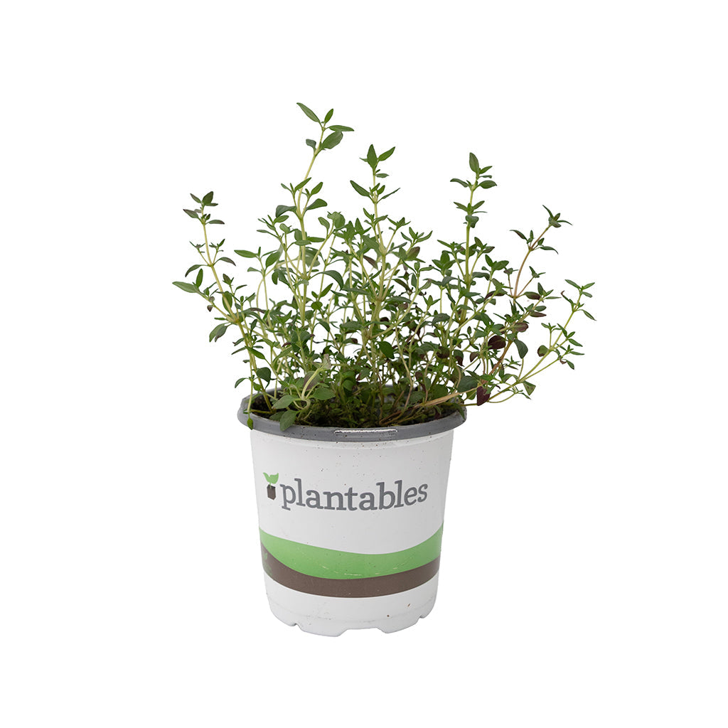 Herb - Thyme Winter 4In