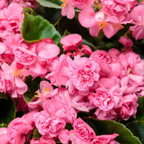 Proven Winners Double Up™ Pink - Sheridan Nurseries