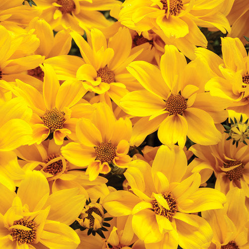 Vigorous, highly tolerant of heat and drought; produces bright gold flowers all season long, from spring to fall. A top selling variety and winner of awards for its continuous blooms, long-lasting flowers, and ability to withstand heat and drought conditions. Requires no deadheading and is highly drought tolerant.